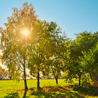 Gedenkbaum-Gruppe von Andrea Kutzky und Frank Töpfer
Familie Kasten: Karl, Eveline, Tobias, Larissa,
Nico, Elio für Christel  Schreiber 